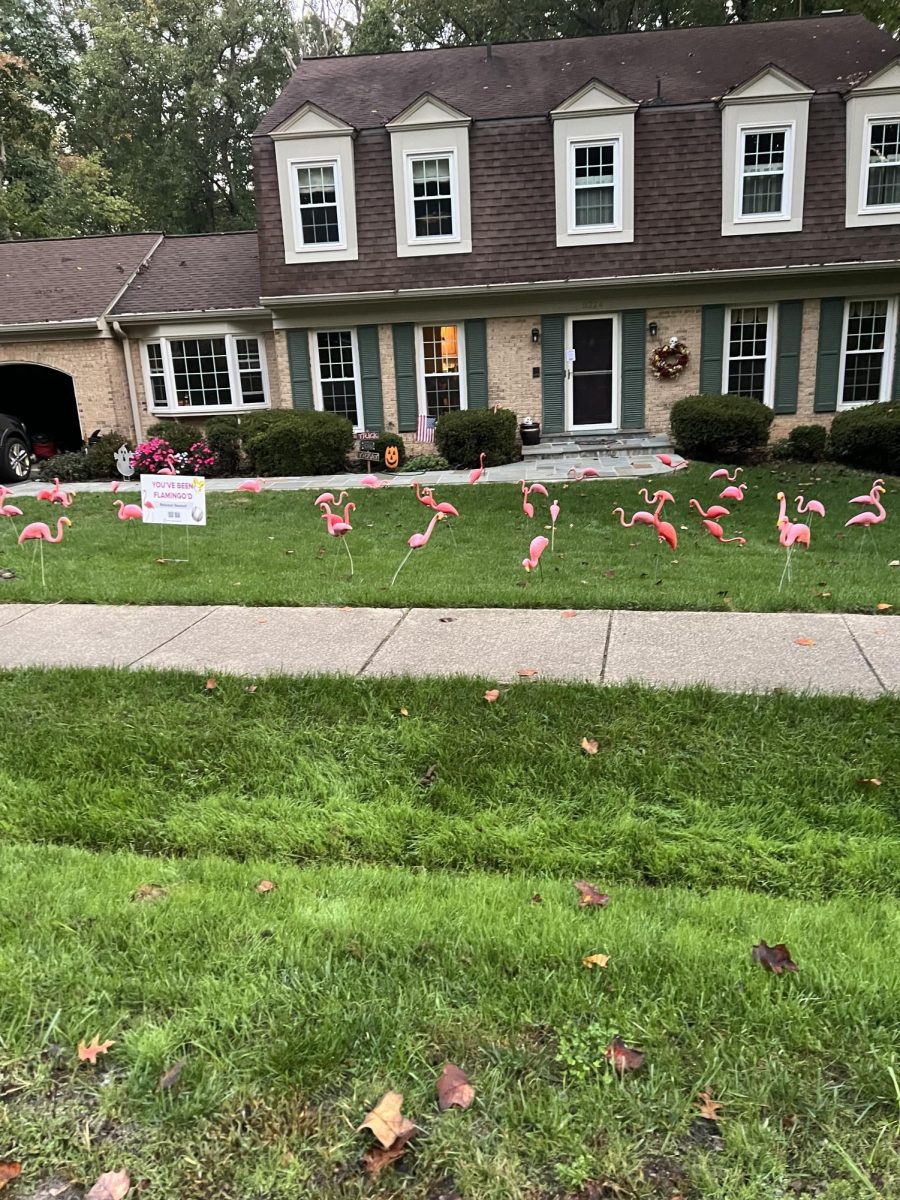 Recently, the baseball team underwent a new kind of fundraiser, placing flamingos in yards around the area. The baseball team hopes to be able to compete in a tournament in Florida this Spring Break. Photo courtesy of Alex Jones.